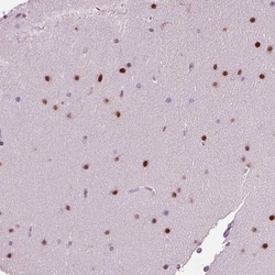 BHLHB5 Antibody, Novus Biologicals 0.1mL; Unlabeled:Antibodies, Polyclonal